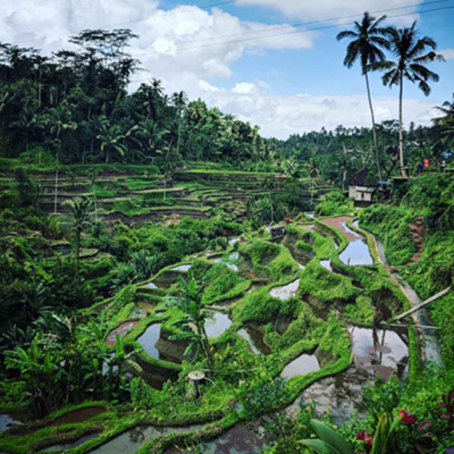 most beautiful rice terraces in bali